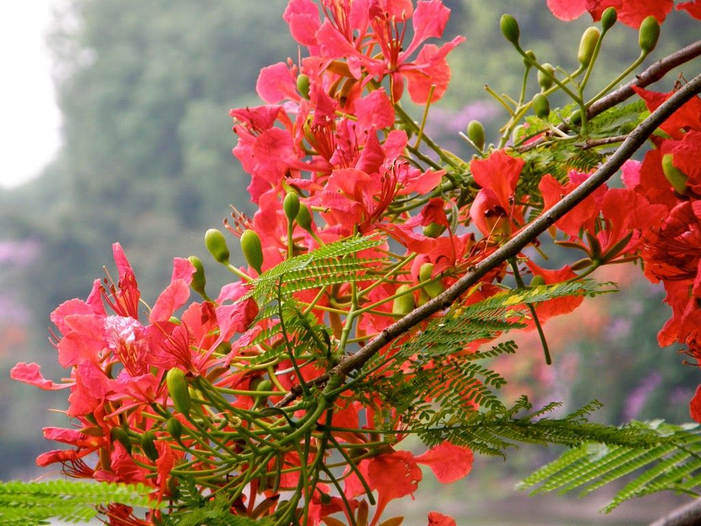Hoa phượng đỏ: Loài cây gắn liền với từng thế hệ học sinh | Xe ...